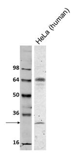 Bcl-2 Antibody in Western Blot (WB)