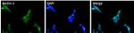 Beclin 1 Antibody in Immunocytochemistry (ICC/IF)