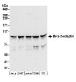 Beta-2-adaptin Antibody in Western Blot (WB)