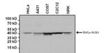 beta Actin Loading Control Antibody in Western Blot (WB)