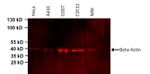 beta Actin Loading Control Antibody in Western Blot (WB)