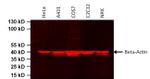 beta Actin Loading Control Antibody in Western Blot (WB)