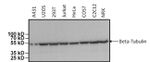 beta Tubulin Loading Control Antibody in Western Blot (WB)