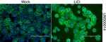 Beta-catenin Antibody in Immunocytochemistry (ICC/IF)