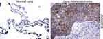 Beta-catenin Antibody in Immunohistochemistry (Paraffin) (IHC (P))