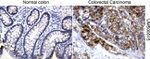 Beta-catenin Antibody in Immunohistochemistry (Paraffin) (IHC (P))