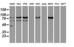 Beta-catenin Antibody in Western Blot (WB)