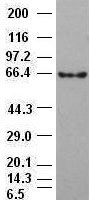 Beta-catenin Antibody in Western Blot (WB)