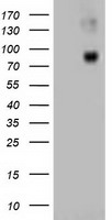 Beta-catenin Antibody in Western Blot (WB)