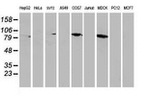 Beta-catenin Antibody in Western Blot (WB)