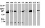 Beta-catenin Antibody in Western Blot (WB)