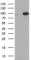 Beta-catenin Antibody in Western Blot (WB)