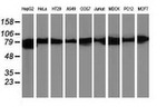 Beta-catenin Antibody in Western Blot (WB)