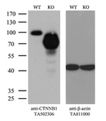 Beta-catenin Antibody in Western Blot (WB)