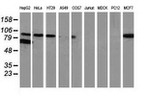 Beta-catenin Antibody in Western Blot (WB)