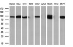 Beta-catenin Antibody in Western Blot (WB)