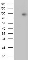 Beta-catenin Antibody in Western Blot (WB)