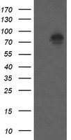 Beta-catenin Antibody in Western Blot (WB)