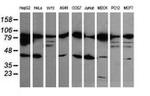 Beta-catenin Antibody in Western Blot (WB)