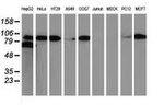 Beta-catenin Antibody in Western Blot (WB)