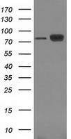 Beta-catenin Antibody in Western Blot (WB)