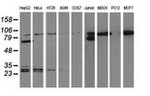 Beta-catenin Antibody in Western Blot (WB)