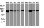 Beta-catenin Antibody in Western Blot (WB)