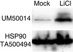 Beta-catenin Antibody in Western Blot (WB)