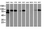 Beta-catenin Antibody in Western Blot (WB)