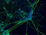 beta-3 Tubulin Antibody in Immunocytochemistry (ICC/IF)