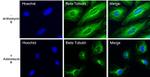 beta Tubulin Loading Control Antibody in Immunocytochemistry (ICC/IF)