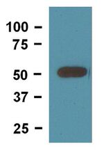 beta Tubulin Loading Control Antibody in Western Blot (WB)