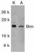 Bim Antibody in Western Blot (WB)