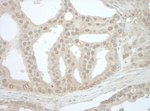 Bin1 Antibody in Immunohistochemistry (IHC)