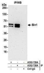 Bin1 Antibody in Western Blot (WB)