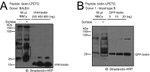 Biotin Antibody in Western Blot (WB)