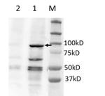 BRD2 Antibody in Western Blot (WB)