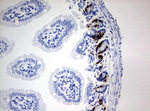 BrdU Antibody in Immunohistochemistry (Paraffin) (IHC (P))