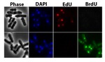 BrdU Antibody in Immunocytochemistry (ICC/IF)