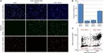 BrdU Antibody in Immunocytochemistry, Flow Cytometry (ICC/IF, Flow)