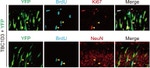 BrdU Antibody in Immunohistochemistry (Frozen) (IHC (F))