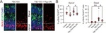 BrdU Antibody in Immunohistochemistry (Frozen) (IHC (F))