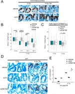 BrdU Antibody in Immunohistochemistry (Paraffin) (IHC (P))