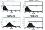 BrdU Antibody in Flow Cytometry (Flow)