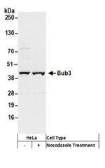 Bub3 Antibody in Western Blot (WB)