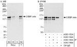 C/EBP zeta Antibody in Western Blot (WB)