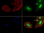 C-Jun Antibody in Immunocytochemistry (ICC/IF)