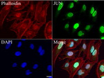 C-Jun Antibody in Immunocytochemistry (ICC/IF)