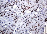 C-Jun Antibody in Immunohistochemistry (Paraffin) (IHC (P))