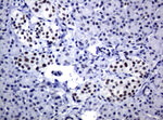 C-Jun Antibody in Immunohistochemistry (Paraffin) (IHC (P))